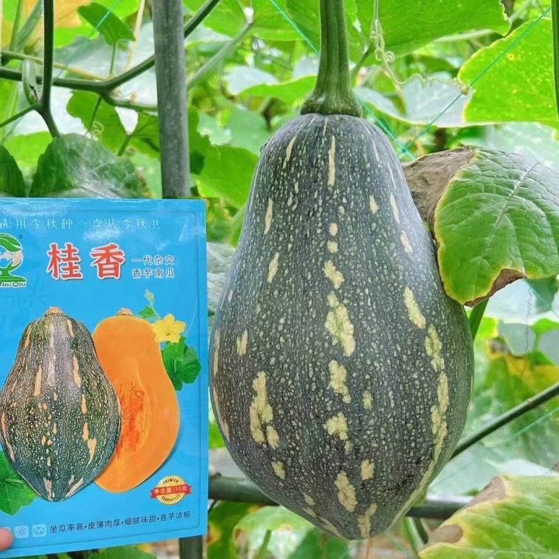 杂交一代瓜呈橄榄型肉色金黄芋香味浓