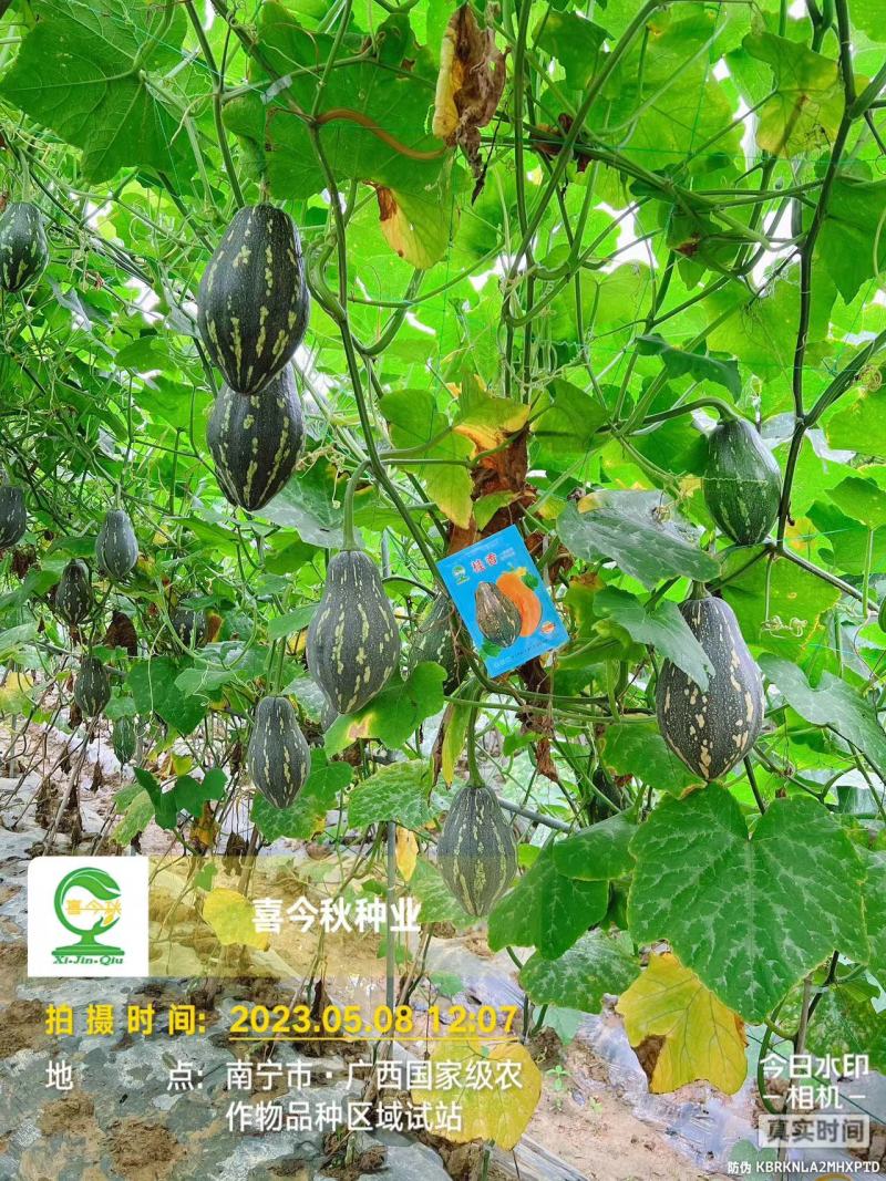 杂交一代瓜呈橄榄型肉色金黄芋香味浓