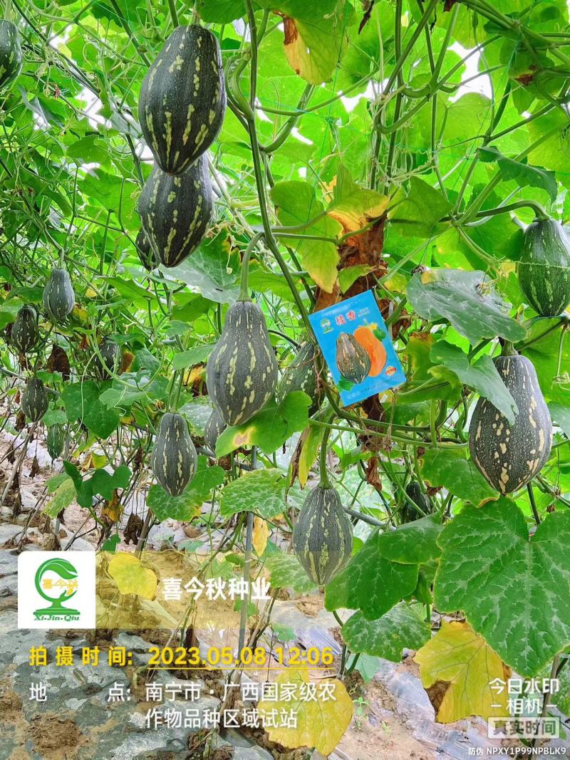 杂交一代瓜呈橄榄型肉色金黄芋香味浓