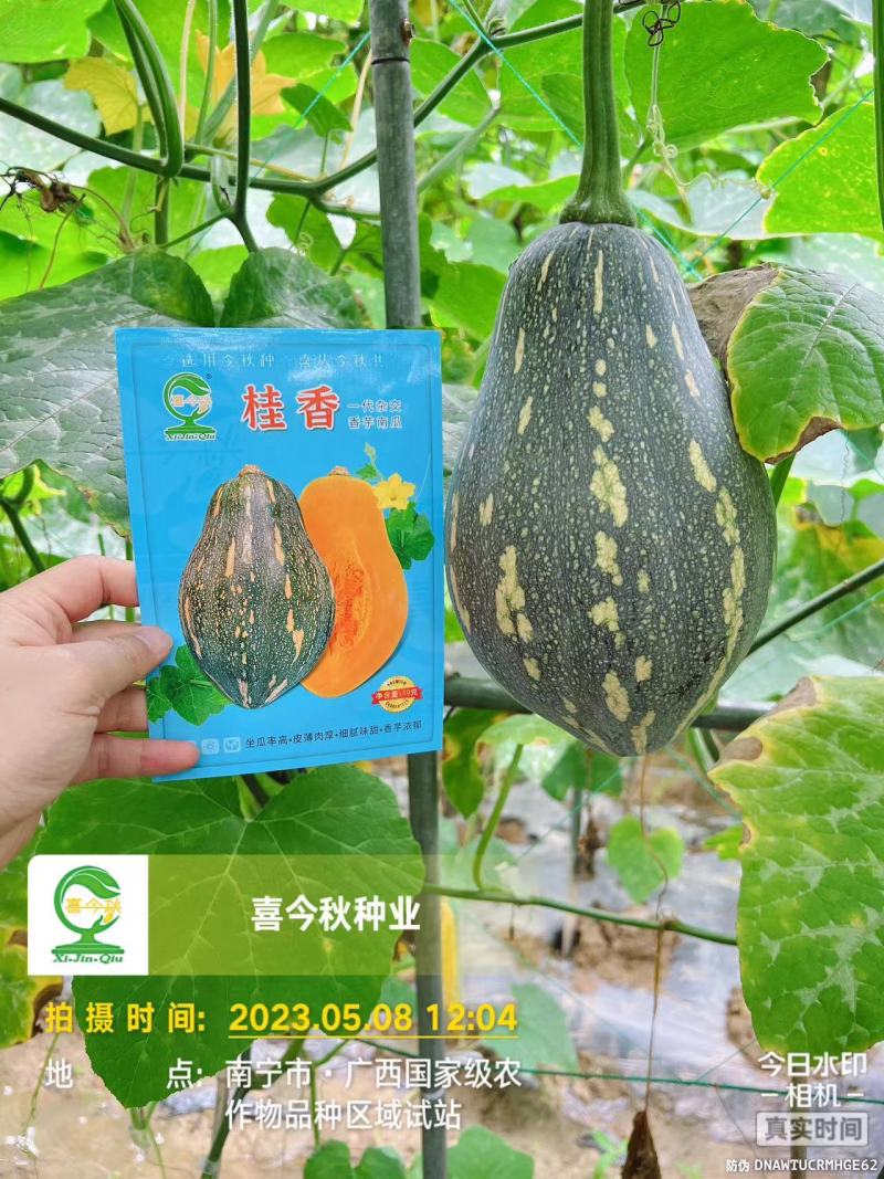 杂交一代瓜呈橄榄型肉色金黄芋香味浓