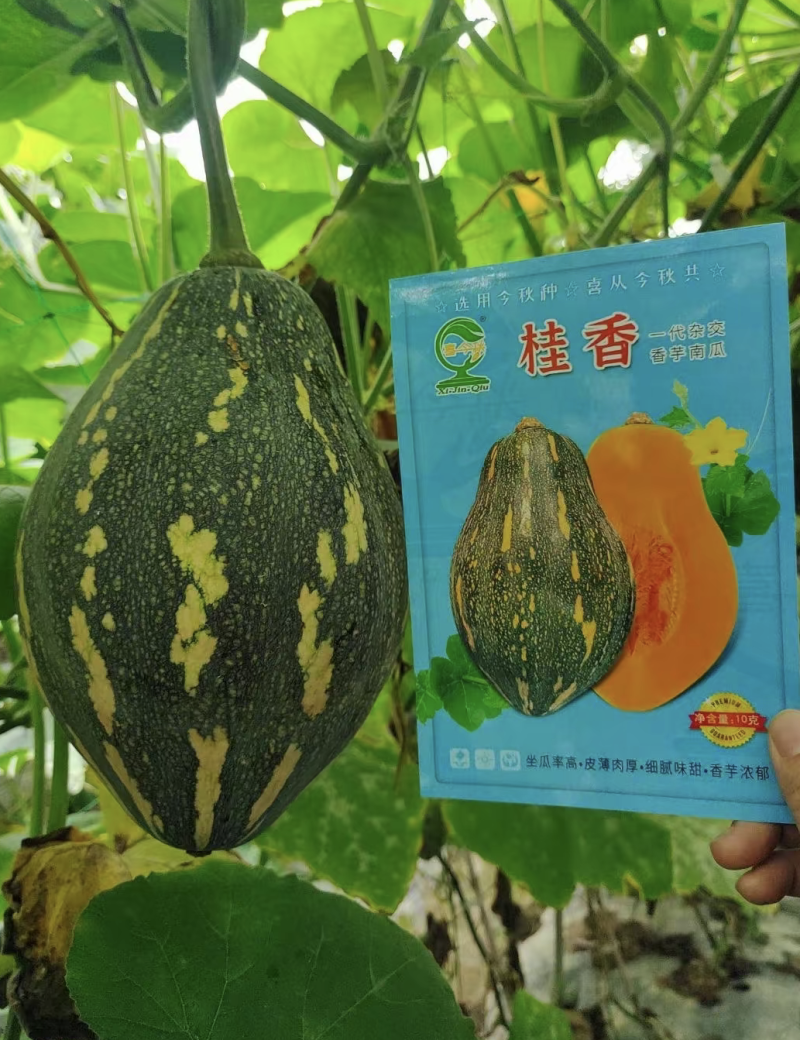 杂交一代瓜呈橄榄型肉色金黄芋香味浓