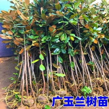 绿化苗木广玉兰树苗四季常青广玉兰盆栽玉兰树苗荷花玉兰