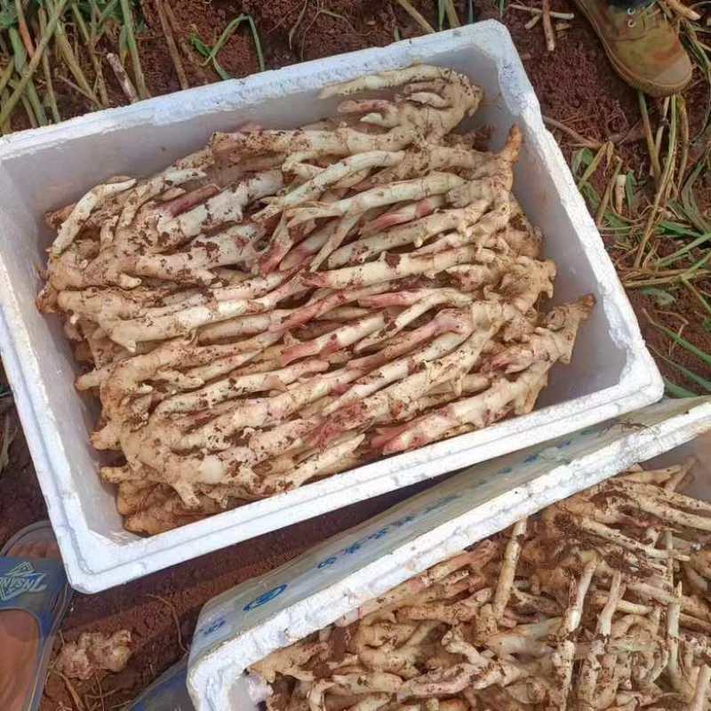 （精品推选）广东湛江，白姜，黄姜，质量保证，质量保证，一手货