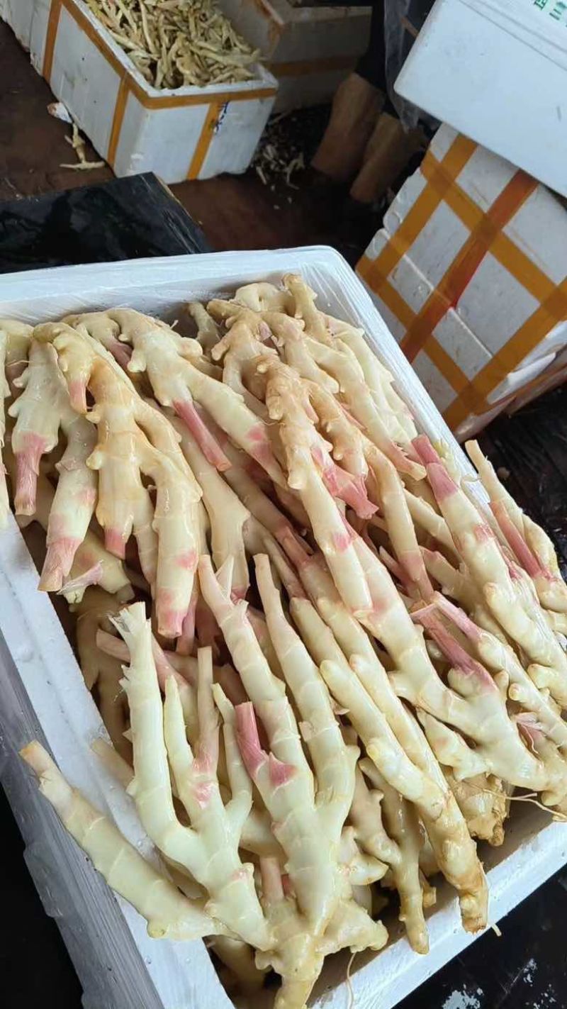 （精品推选）广东湛江，白姜，黄姜，质量保证，质量保证，一手货