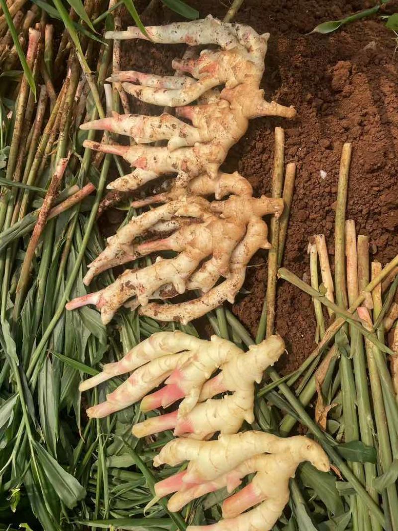 （精品推选）广东湛江，白姜，黄姜，质量保证，质量保证，一手货