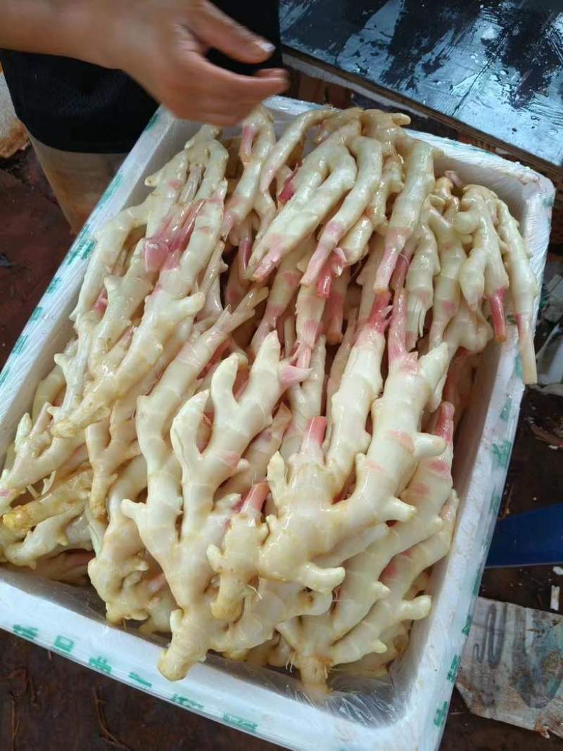 （精品推选）广东湛江，白姜，黄姜，质量保证，质量保证，一手货