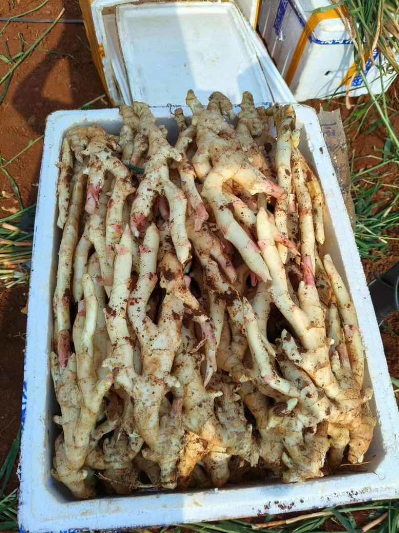 （精品推选）广东湛江，白姜，黄姜，质量保证，质量保证，一手货