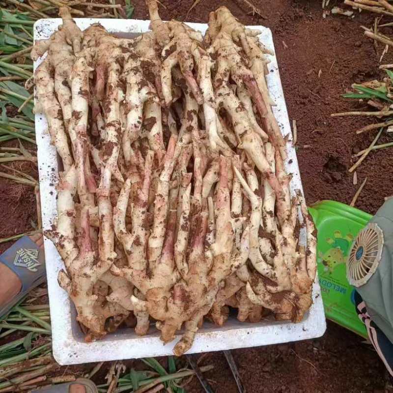 （精品推选）广东湛江，白姜，黄姜，质量保证，质量保证，一手货
