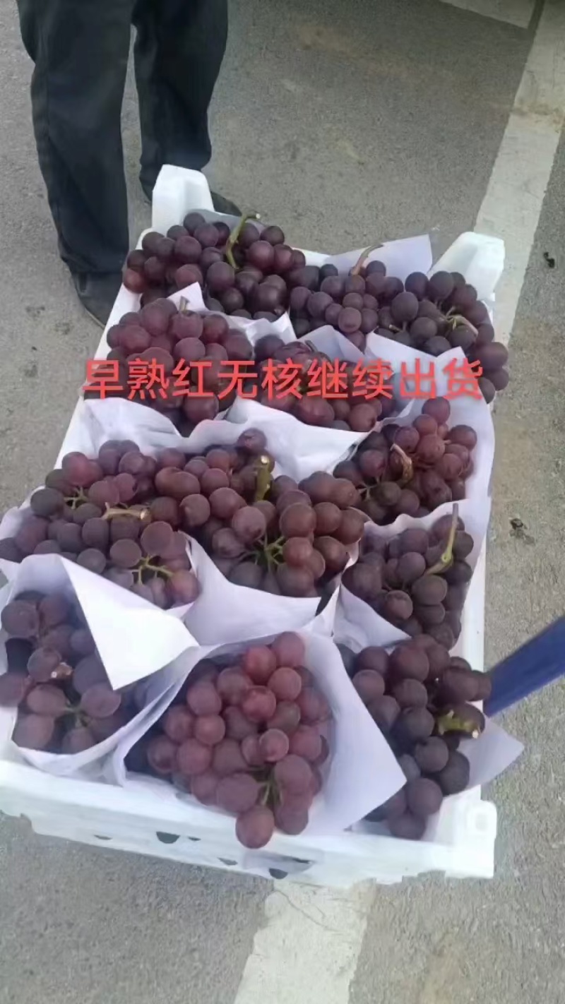 山东菏泽单县夏黑葡萄乒乓球无核葡萄物美价廉代发大量有货