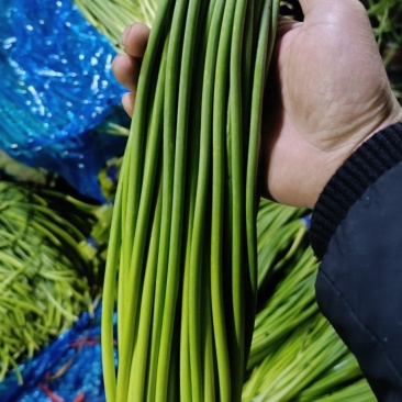 山东蒜苔金乡蒜薹新鲜蒜苔产地直发货源充足对接全国市场