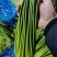 山东蒜苔金乡蒜薹新鲜蒜苔产地直发货源充足对接全国市场