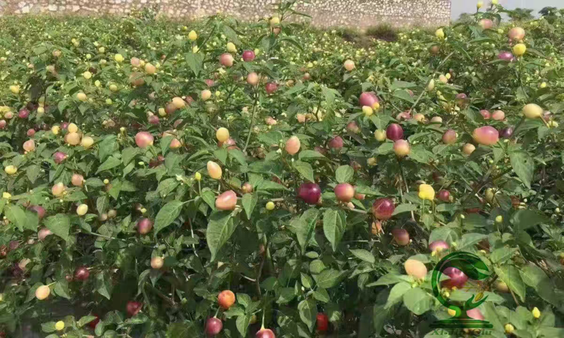 玲珑五彩椒优质杂交中晚熟大果型适合鲜食及腌制