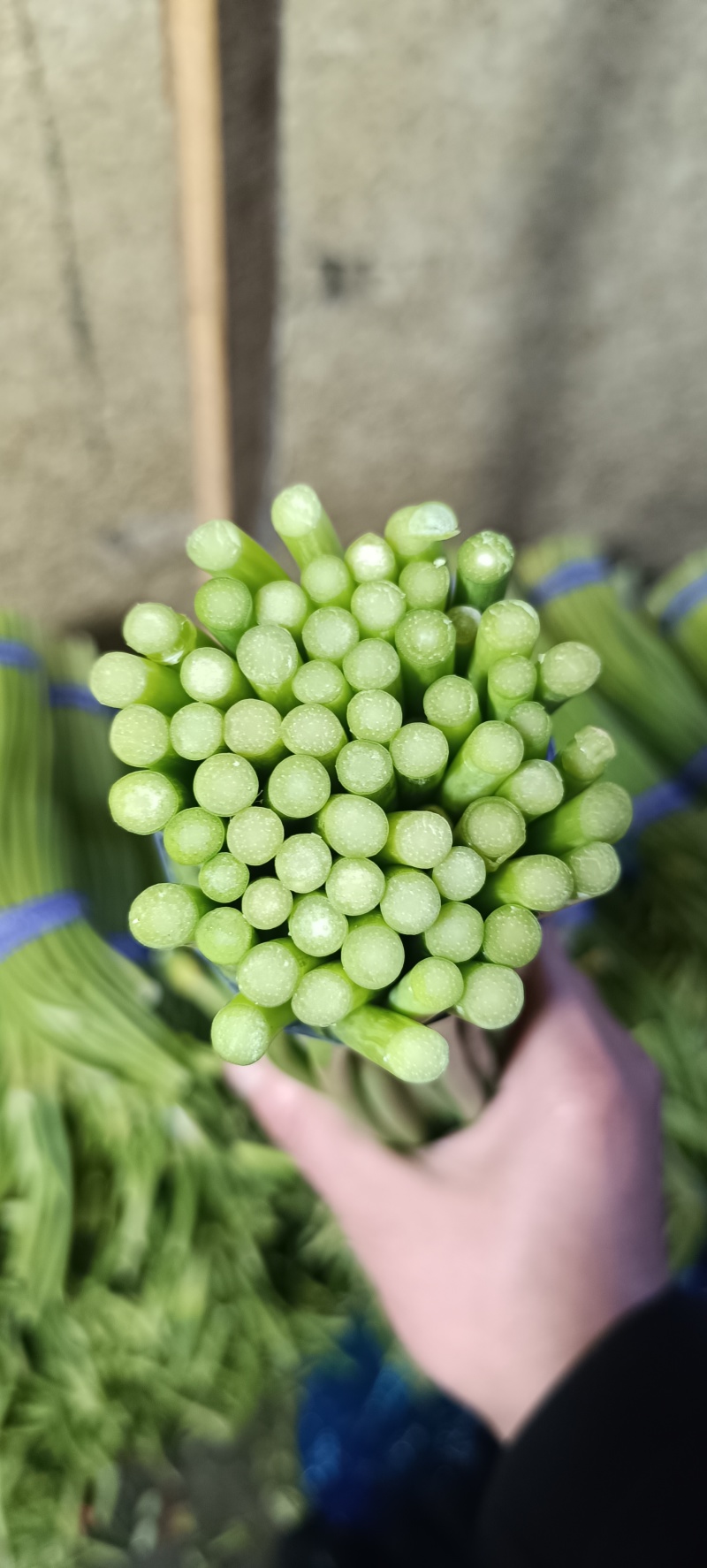 山东金乡蒜苔精品蒜薹新蒜苔产地直发冷库存储量大从优