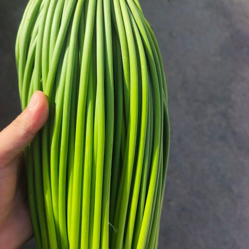 山东金乡蒜苔精品蒜薹新蒜苔产地直发冷库存储量大从优