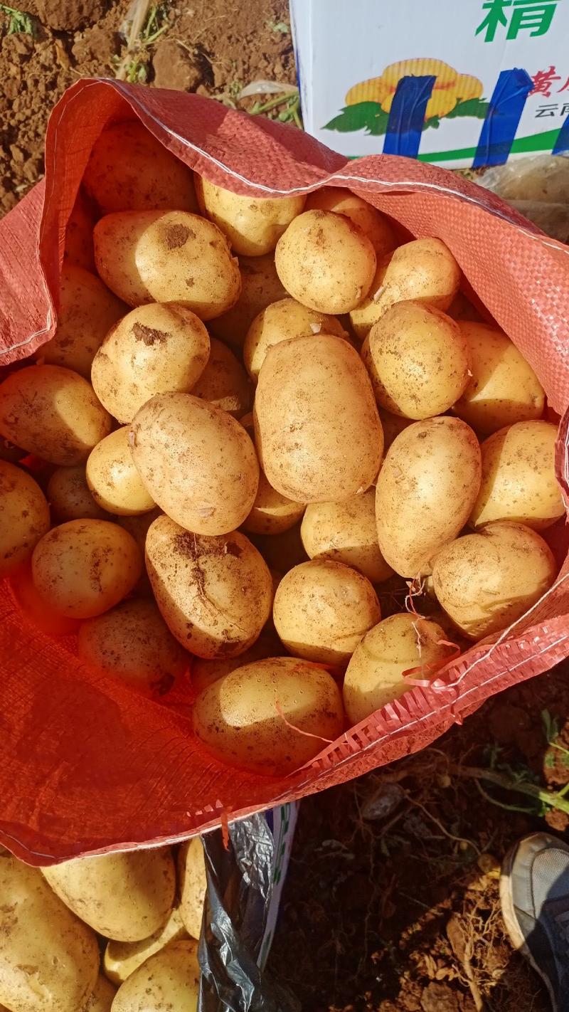 精品黄心土豆中货:2~4两，万亩基地，质优价廉。