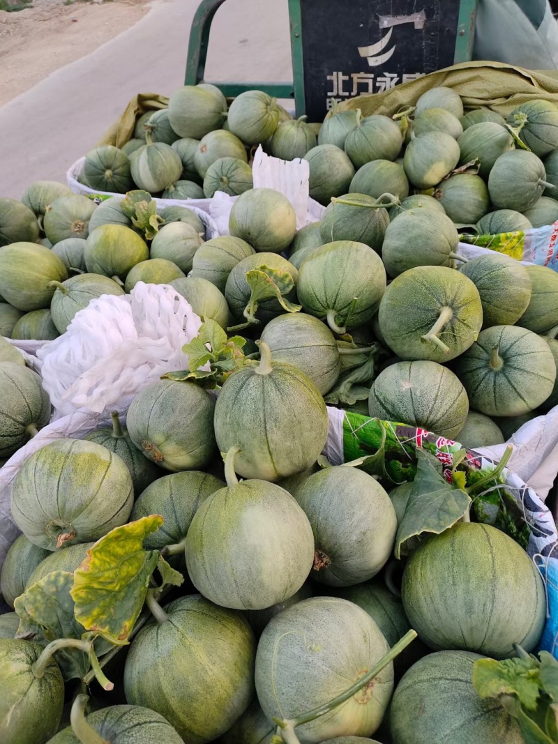 博洋九一甜瓜，大量现货。对接电商，超市，各大批发市场。