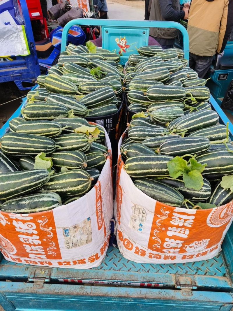 博洋九一甜瓜，大量现货。对接电商，超市，各大批发市场。