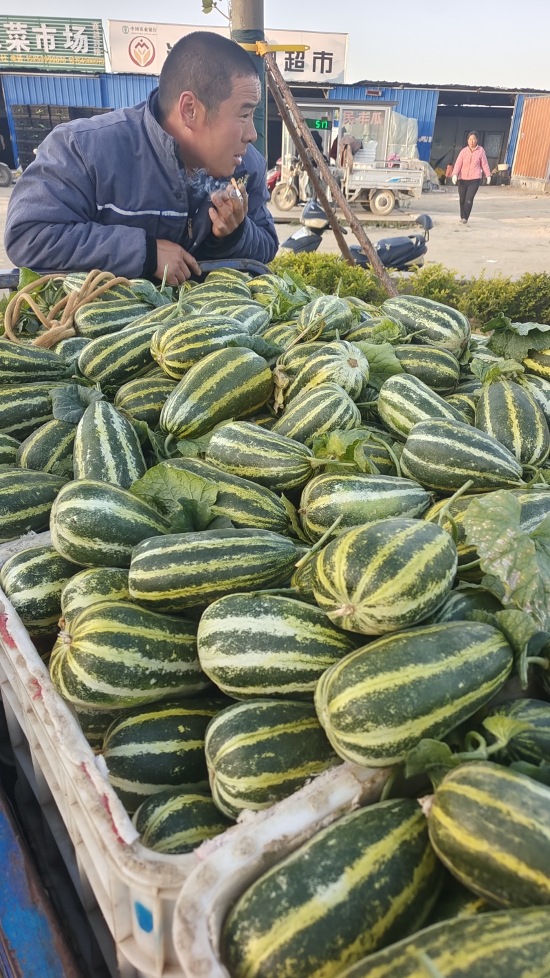 博洋九一甜瓜，大量现货。对接电商，超市，各大批发市场。