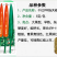 早熟大果型杂交一代耐寒青红两用