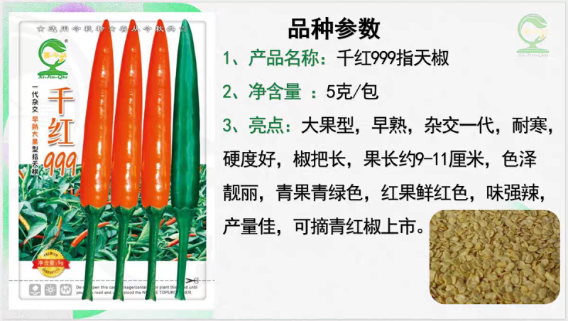 早熟大果型杂交一代耐寒青红两用