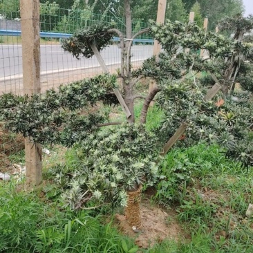 各种庭院绿化造型树