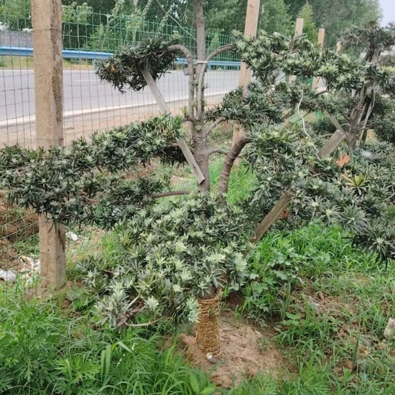 各种庭院绿化造型树