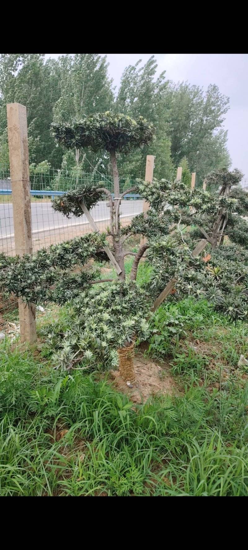 各种庭院绿化造型树