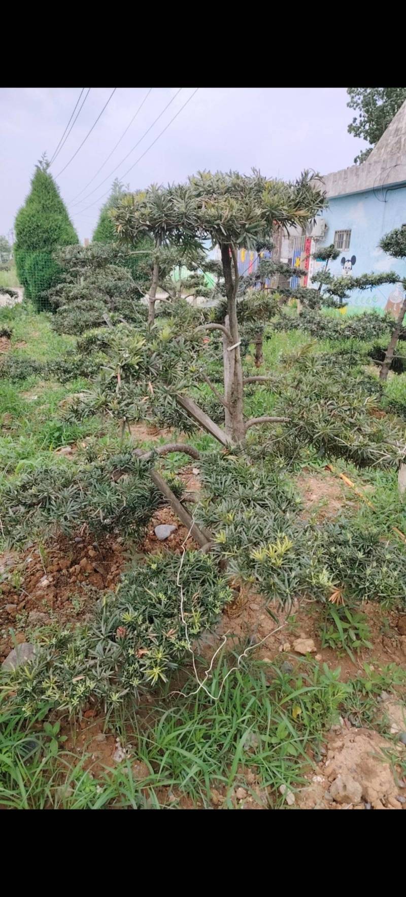 各种庭院绿化造型树