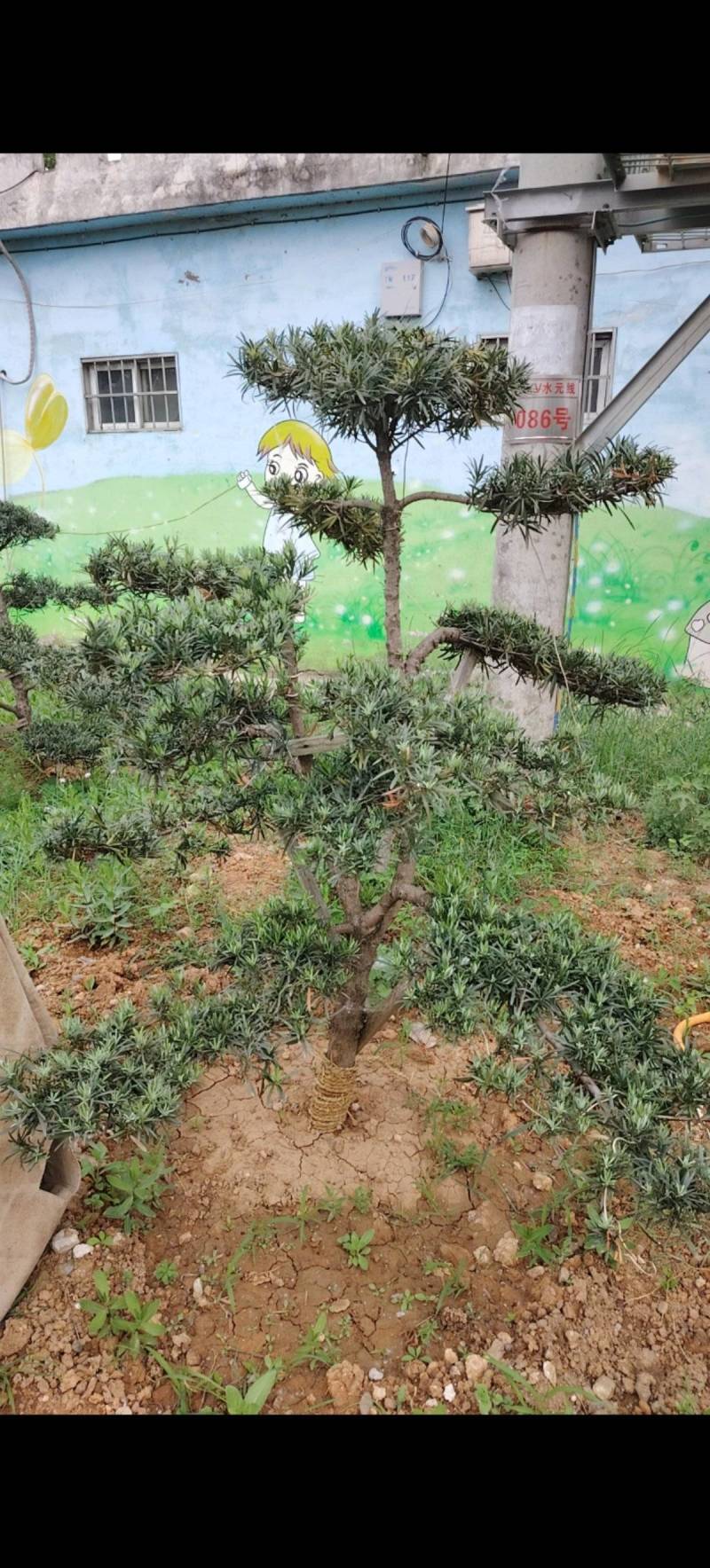 各种庭院绿化造型树