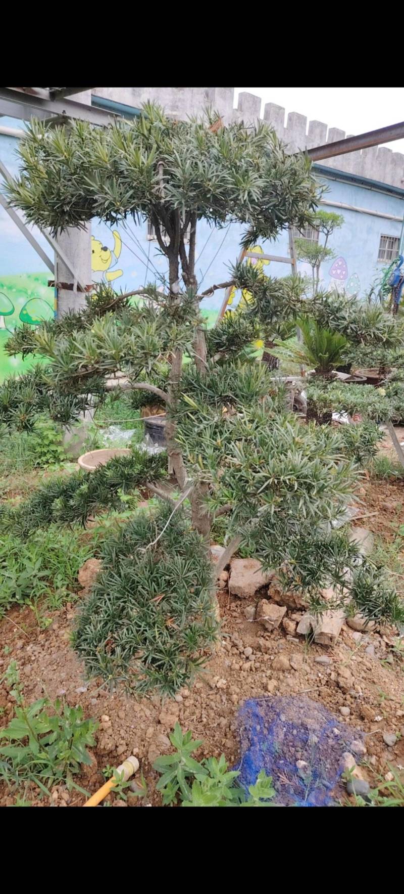 各种庭院绿化造型树