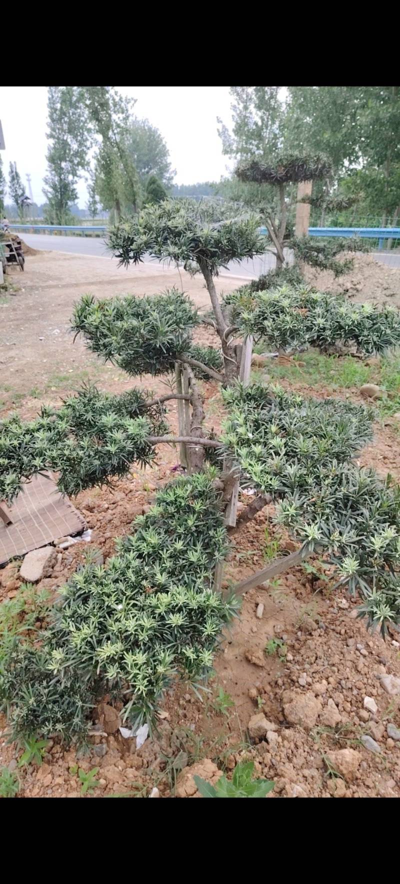 各种庭院绿化造型树