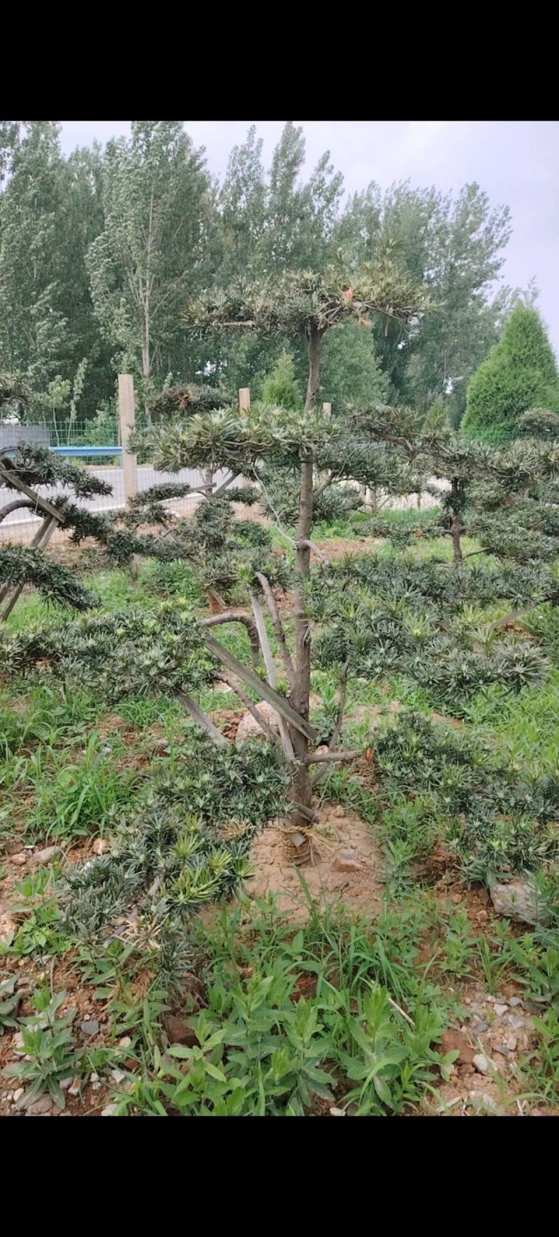各种庭院绿化造型树