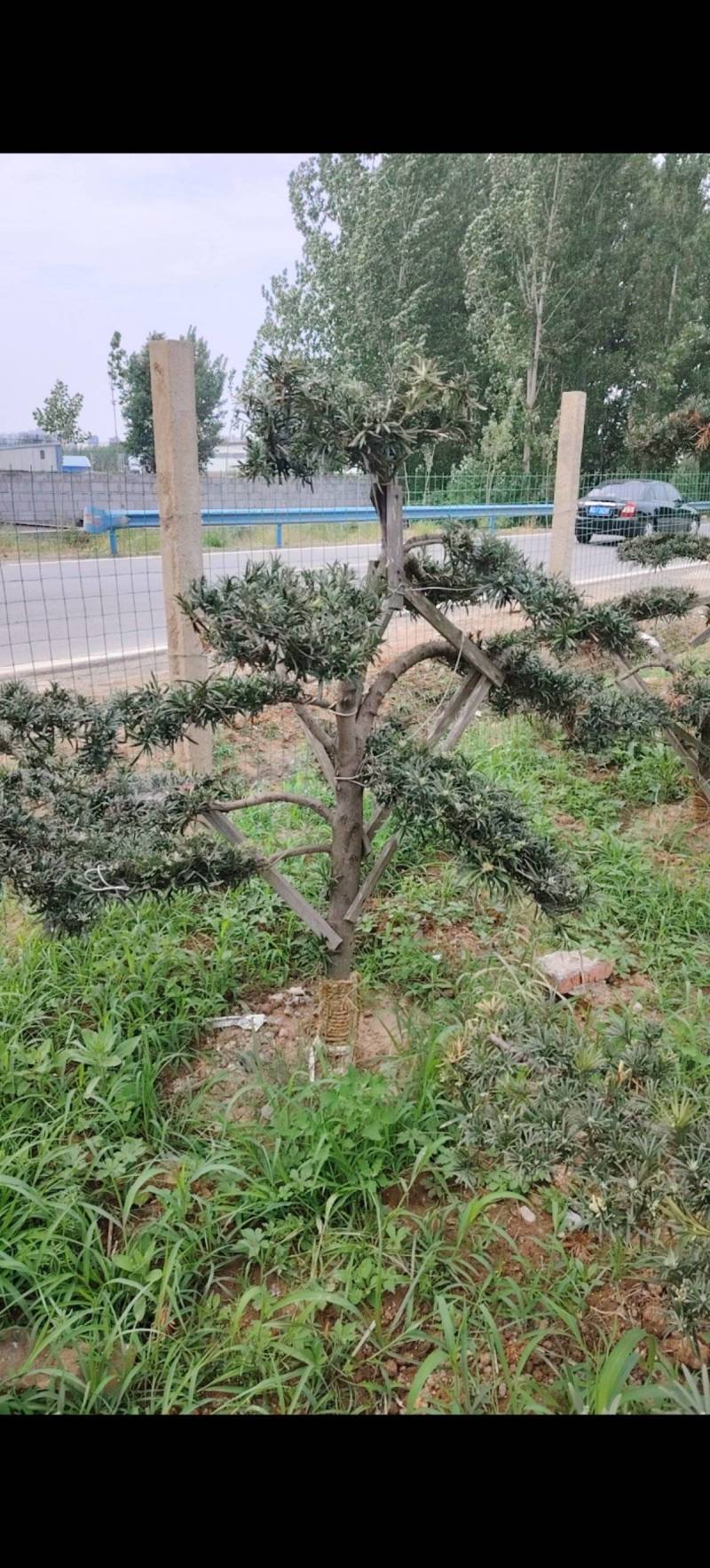 各种庭院绿化造型树