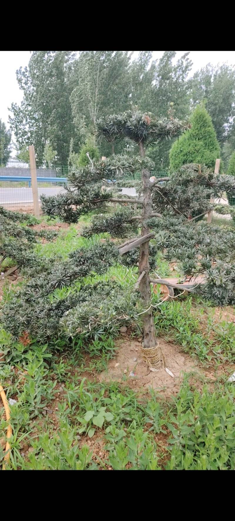 各种庭院绿化造型树