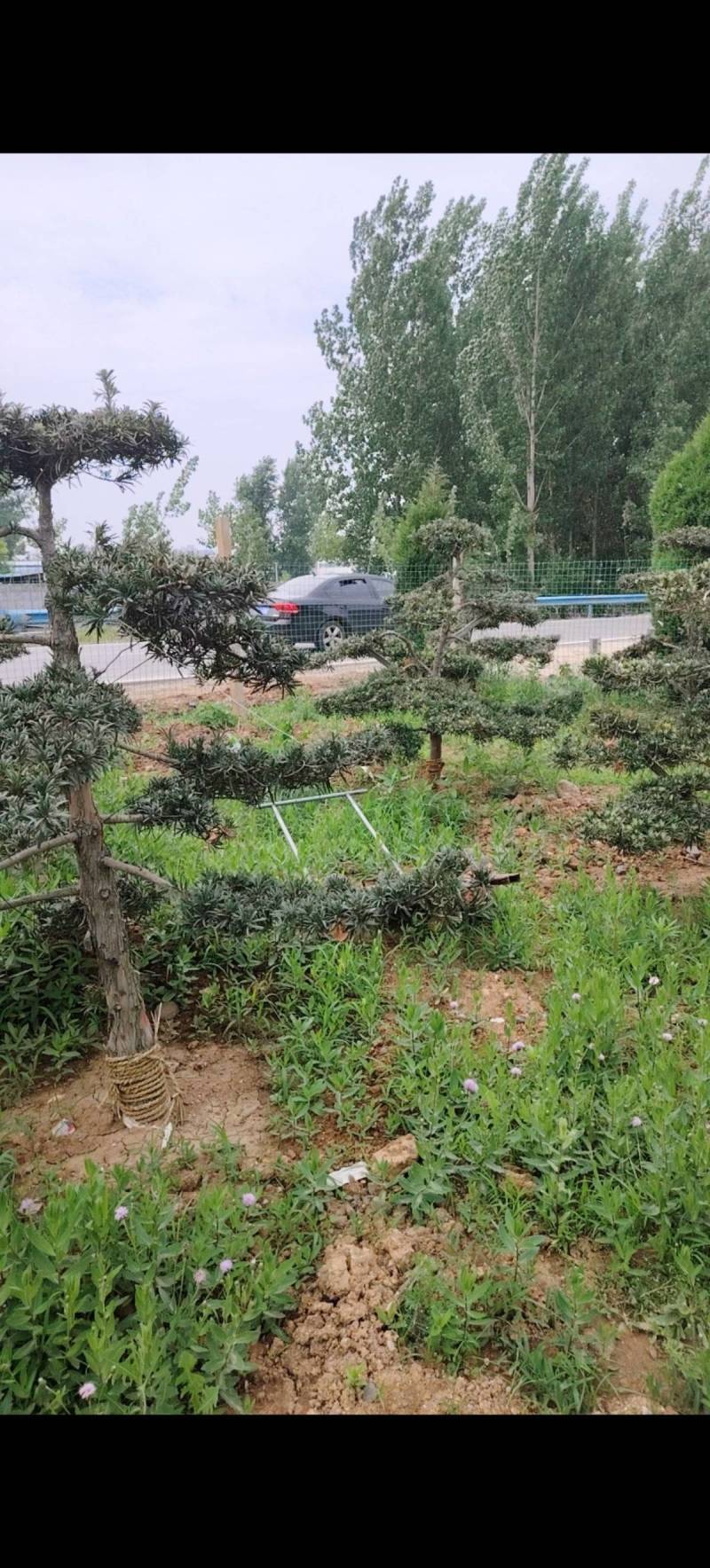 各种庭院绿化造型树