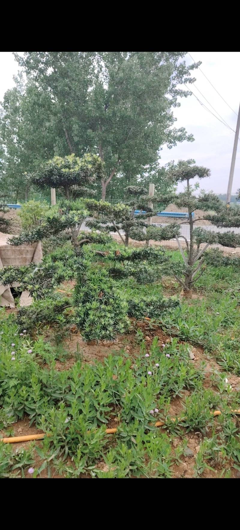 各种庭院绿化造型树
