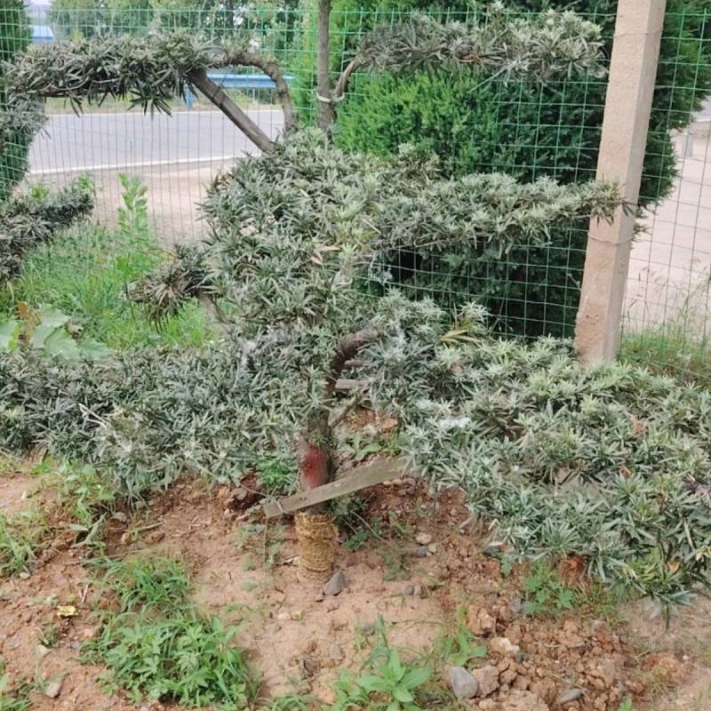 罗汉松盆景基地