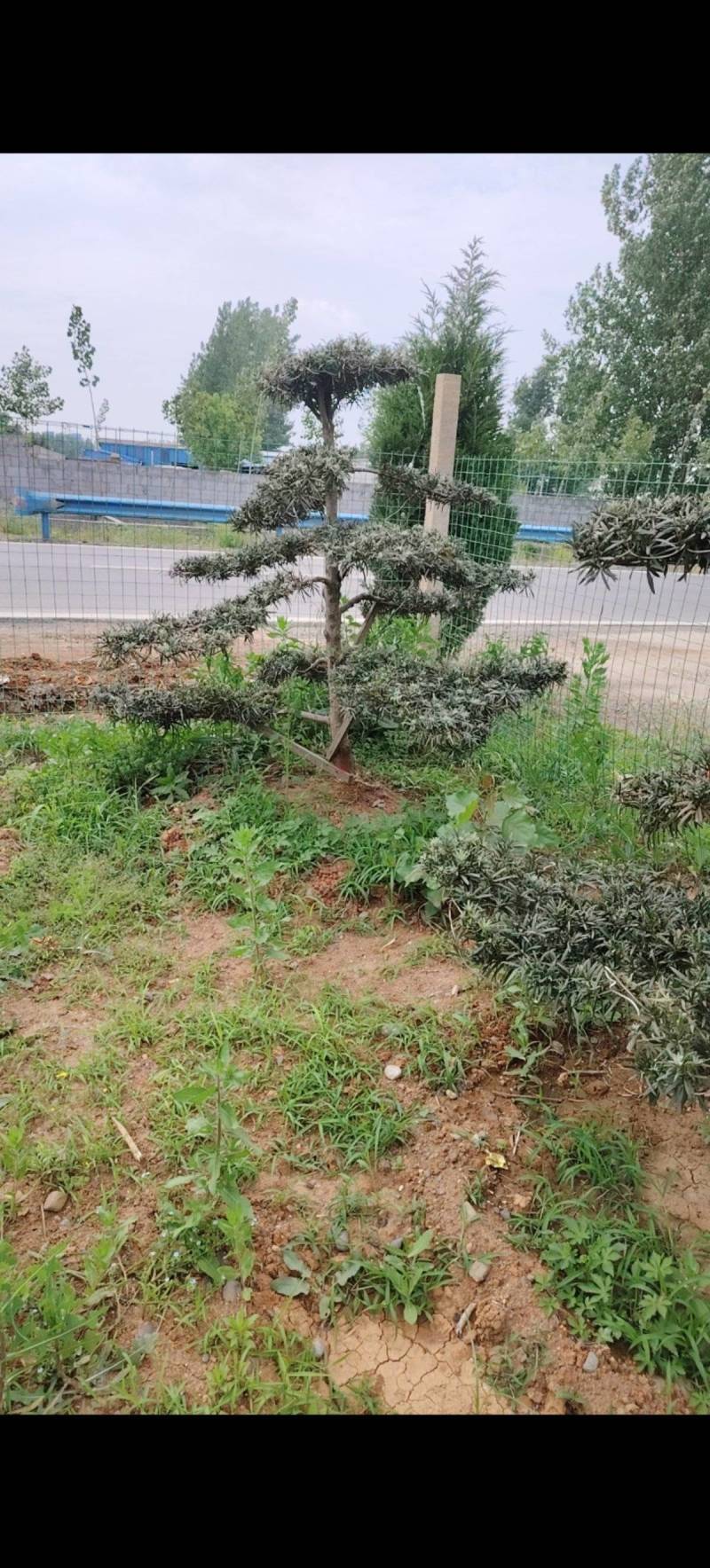 罗汉松盆景基地