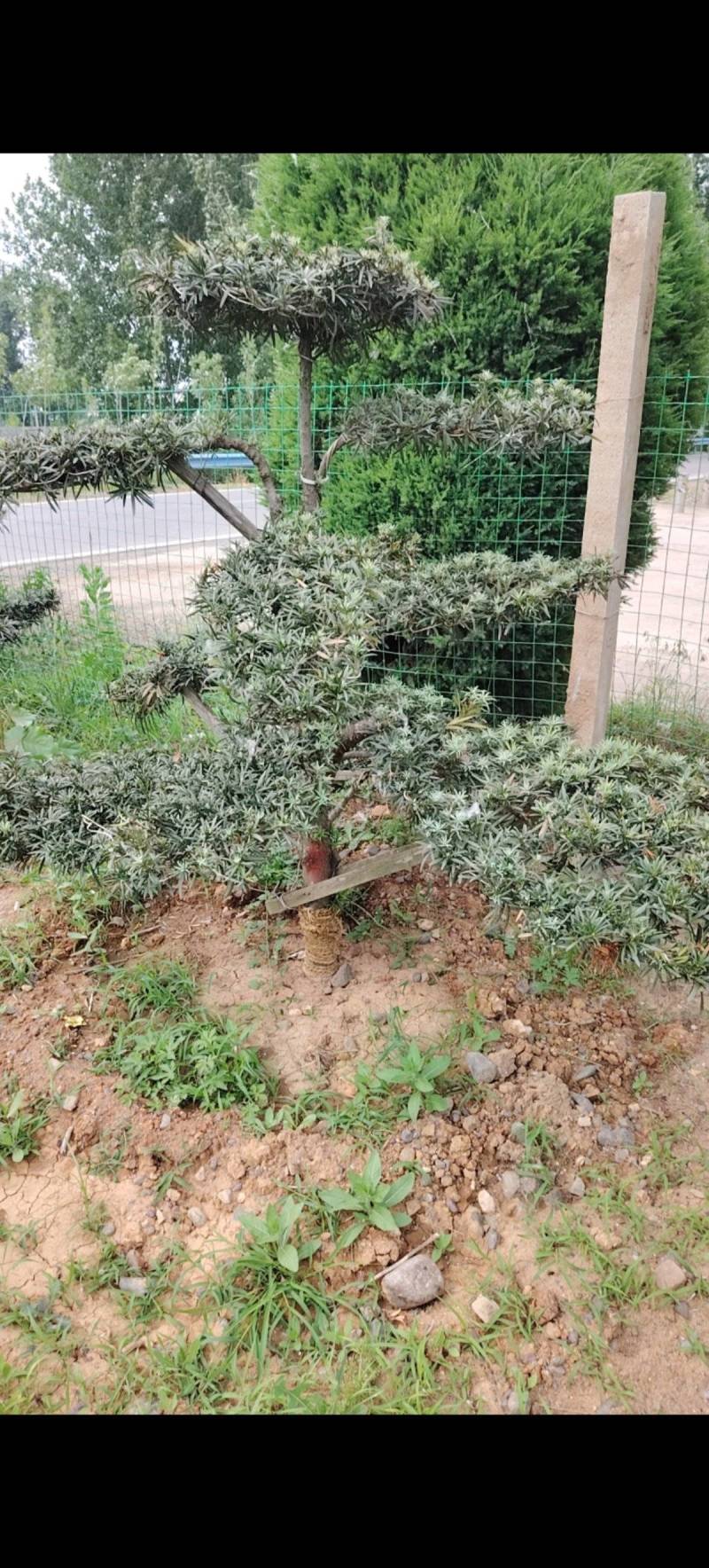 罗汉松盆景基地