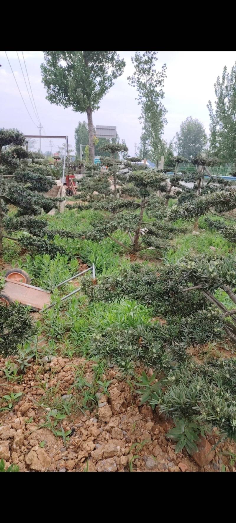 罗汉松盆景基地