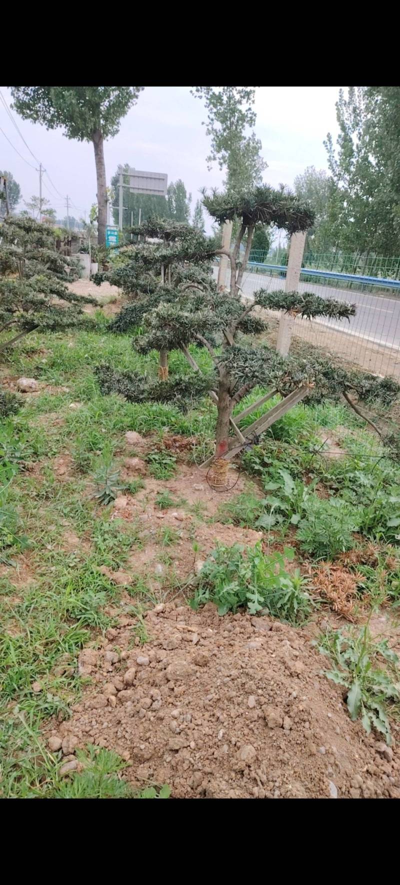 罗汉松盆景基地