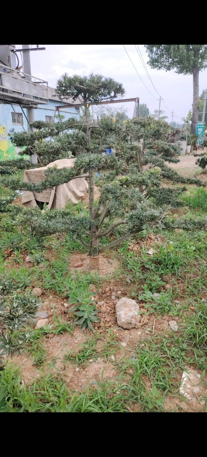 罗汉松盆景基地