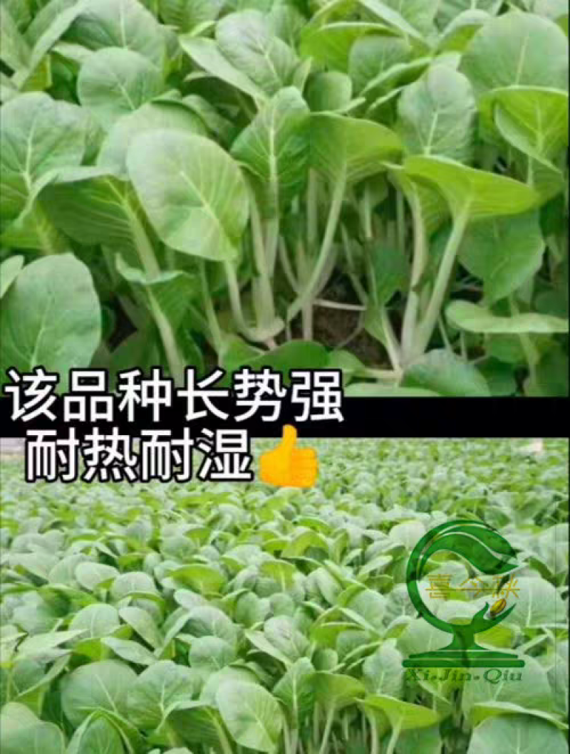 杂交一代优质黑叶小白菜抗根腐耐湿热耐雨水