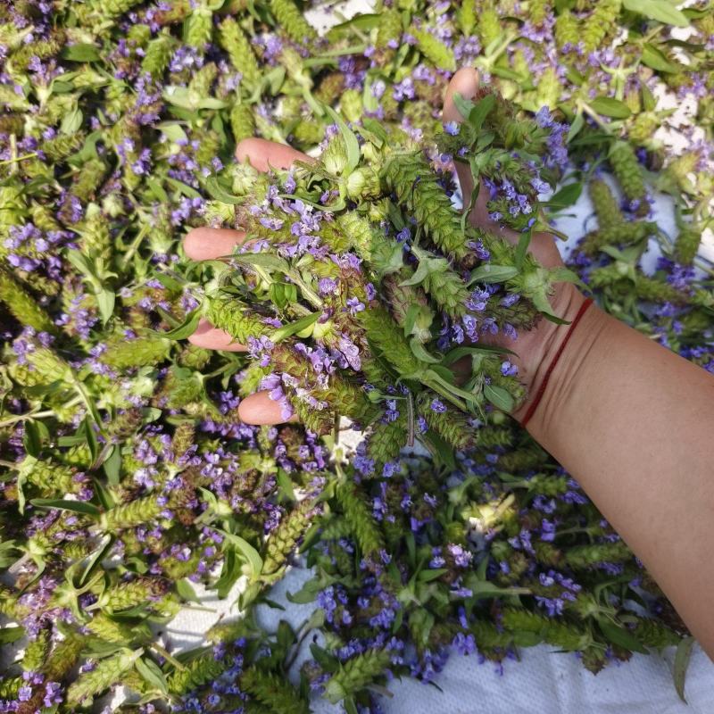 青花夏枯球，花茶**，颜色靓丽，产地直发！品质保证……
