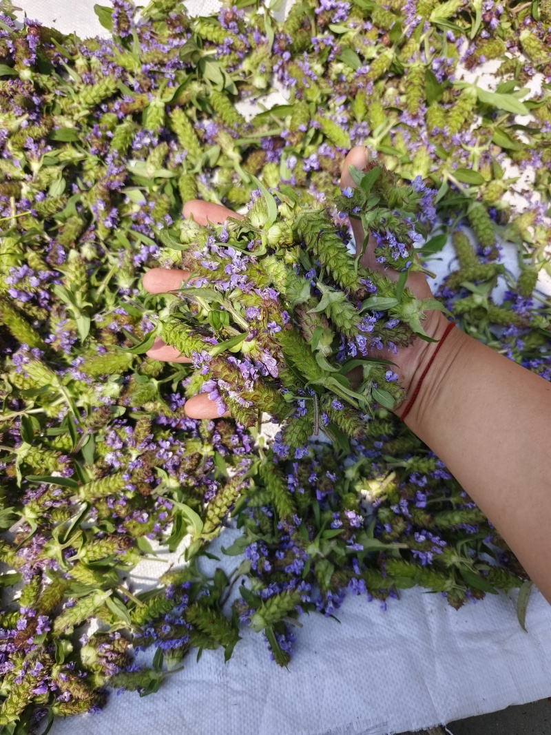 青花夏枯球，花茶**，颜色靓丽，产地直发！品质保证……