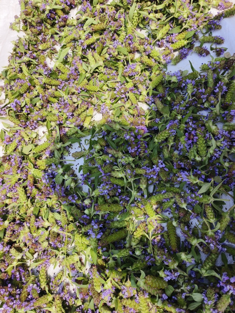青花夏枯球，花茶**，颜色靓丽，产地直发！品质保证……
