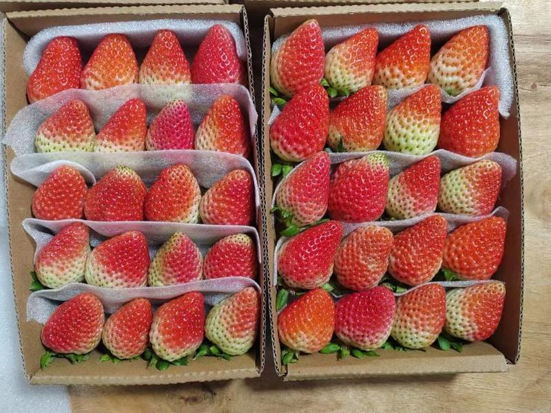 新鲜云南四季草莓，当地产地直供奶茶烘培商超一件代发