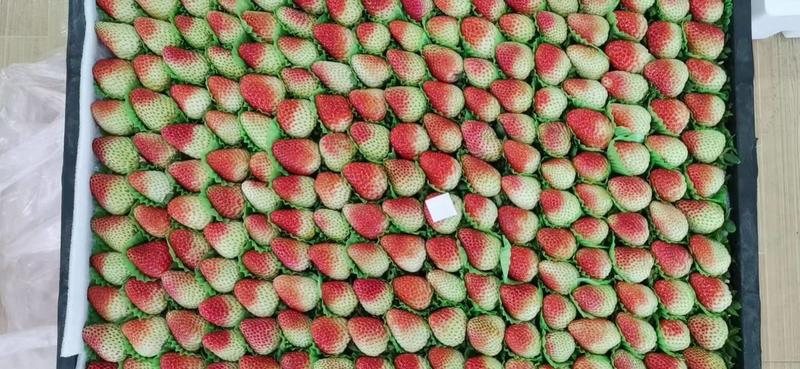 新鲜云南四季草莓，当地产地直供奶茶烘培商超一件代发