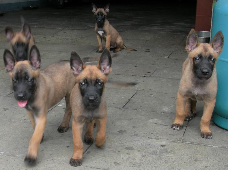 马犬幼犬，马犬幼崽，马犬养殖，马犬幼犬纯种包邮，黑红马犬