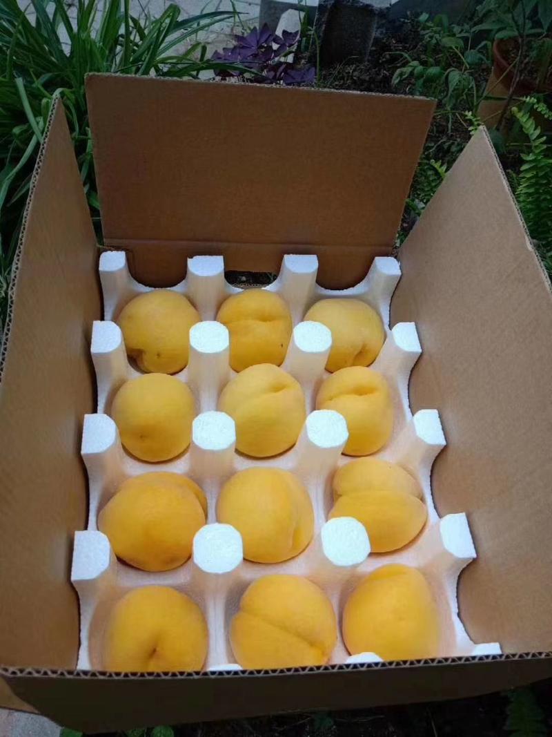 黄桃早熟黄毛桃口感脆甜，支持一件代发平台供货